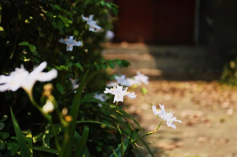 中医对过敏性哮喘的最佳治疗方子,过敏性鼻炎引起的哮喘有土方子吗
