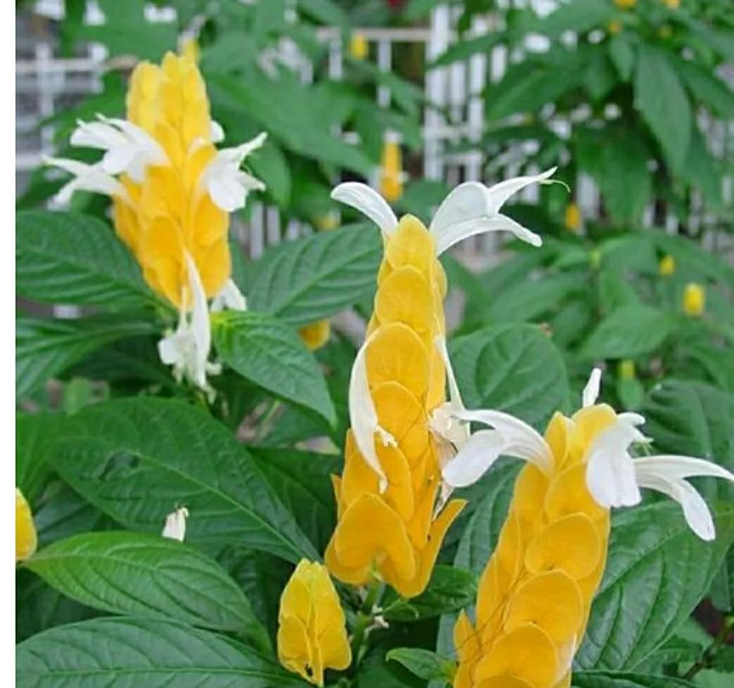 秋日私语：抬头一笑百媚生，美不惊人死不休的造型奇花