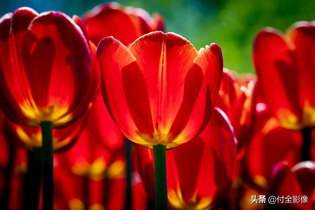 北京国际鲜花港门票优惠,北京国际鲜花港夏天