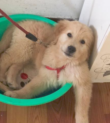 金毛身上很臭怎么办,金毛身上很臭怎么处理