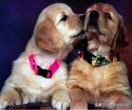 判断狗狗是否信任你,快速判断狗狗是否信任你的动作