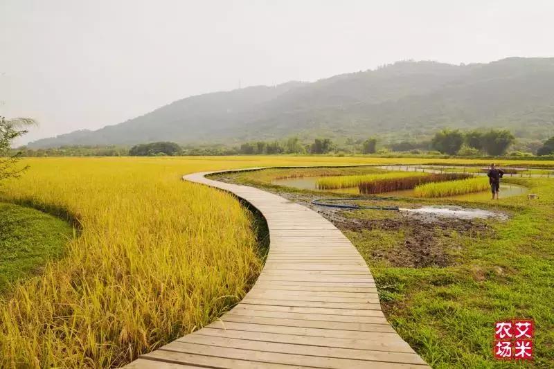 广州从化赛马会,广州从化站赛马会