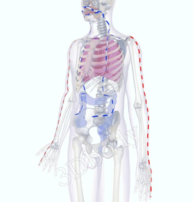 3d经络循行图讲解,阴维脉与阳维脉3d循行动态走向图