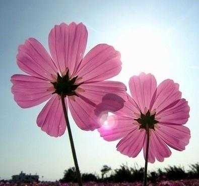 心中有爱满眼皆是美景,心中有爱眼里有光所见皆是美好