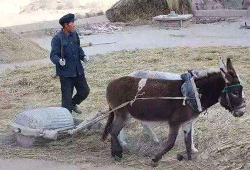 马和驴生出的骡子为什么不能生育,马和驴生下骡子是新物种吗