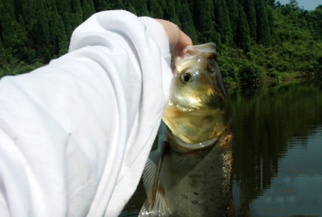 手竿钓大头鱼的最佳方法,手竿钓大头鱼的鱼饵料什么最好