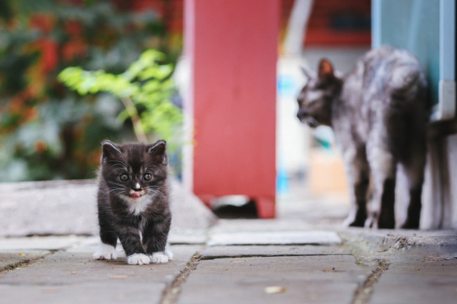 eos200d第一代拍照,eos200dii视频