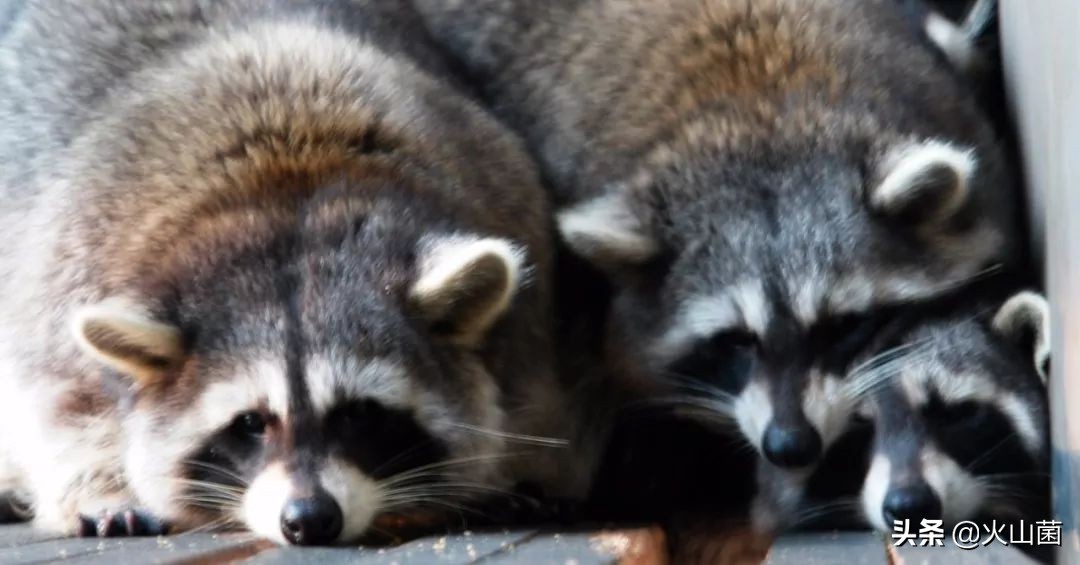 逃离高温“熔炉”，南方的夏天就该玩雪