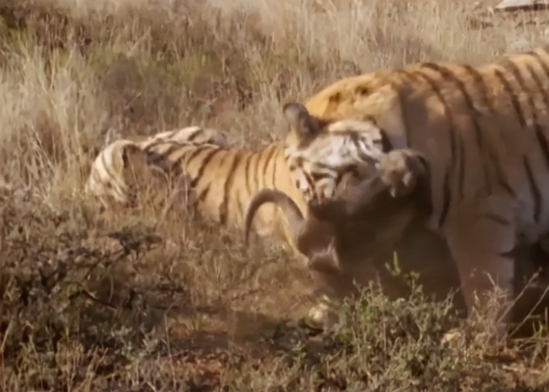 科学家把两头老虎运到非洲，这样的入侵，狮子还能保住地位吗？