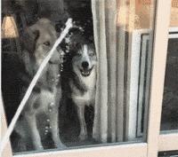 搞笑视频,搞笑动图gif图片