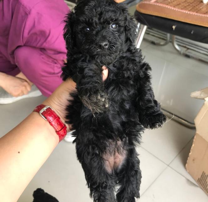 养泰迪不能吃的五大禁忌,养泰迪不给吃狗粮