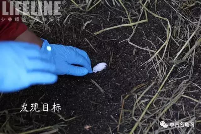 黄缘孵化过程照蛋图,黄缘闭壳龟摸蛋技巧
