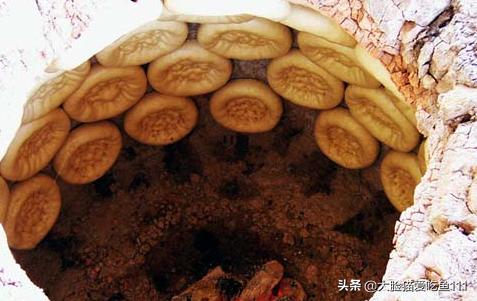 北疆和南疆十大美食,新疆和田的特色产品