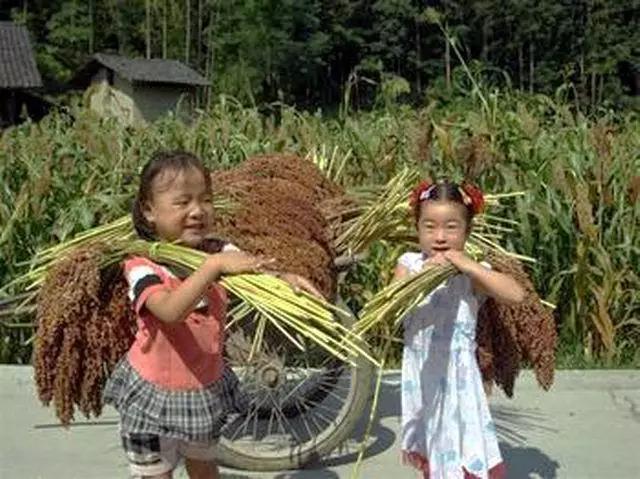 高粱全世界都有吗,高粱为何如今在中国很少见了