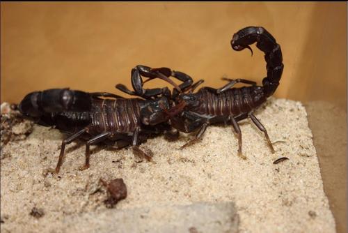 五毒之中蝎子的种类,五毒之首是蜘蛛还是蝎子