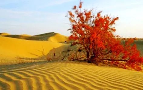 红柳滩,哭泣的红柳滩下