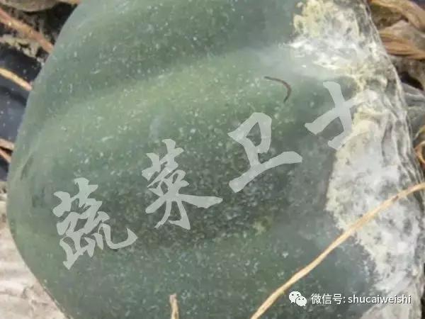 辣椒霉菌病,辣椒疫霉根腐病防治