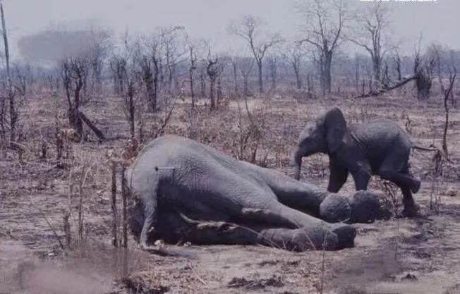 他们被杀之后，依然在爱你