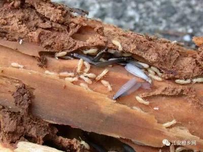 防治白蚁药,白蚁的防治