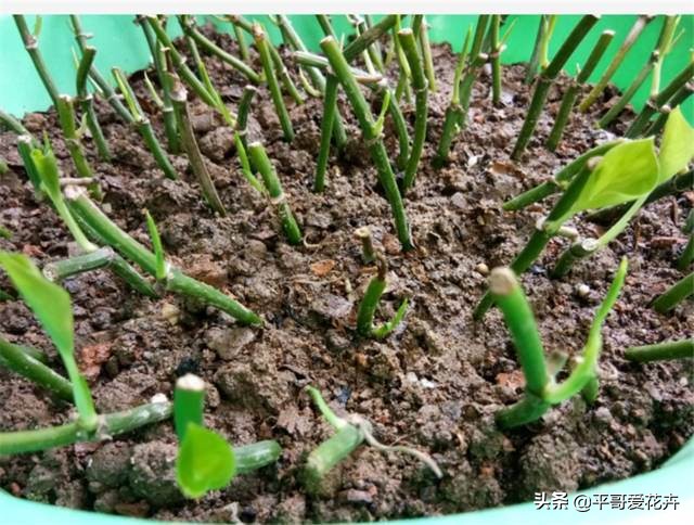 绿萝黄叶别发愁2个妙招帮解决,绿萝黄叶怎么处理有什么好办法