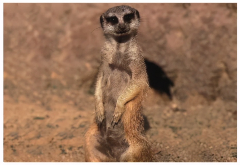 速溶猫屎咖啡推荐,越南猫屎咖啡好吗