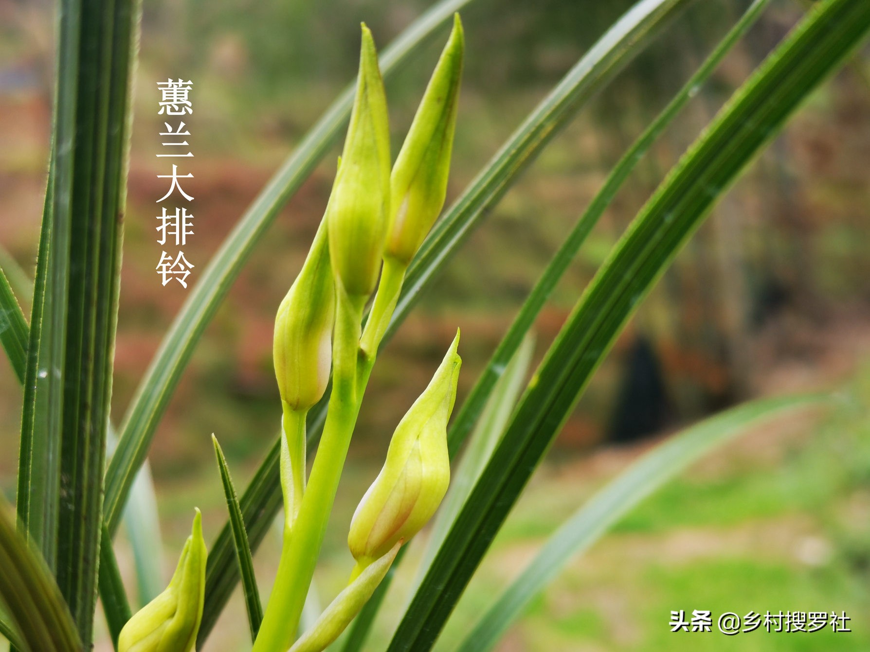 蕙兰排铃期的管理方法,蕙兰花蕾期怎么管理