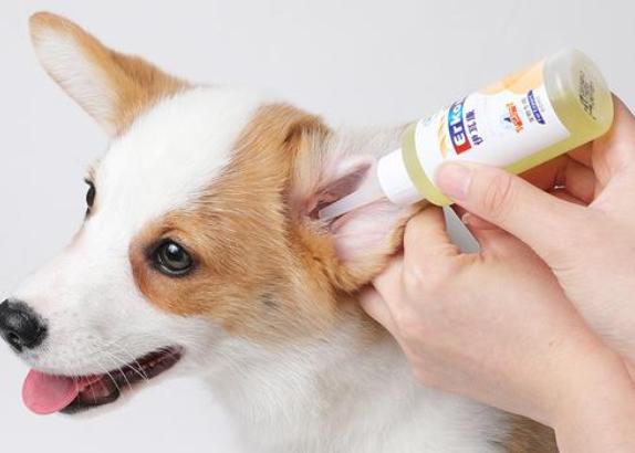 狗狗身上气味难闻怎么处理,狗狗到家吐黄水怎么办