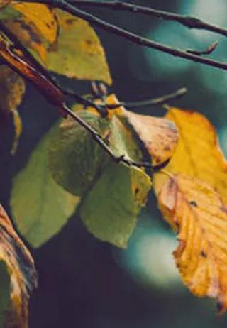 阜新育才尚品幼儿园老师,育才尚品幼儿园属于什么园