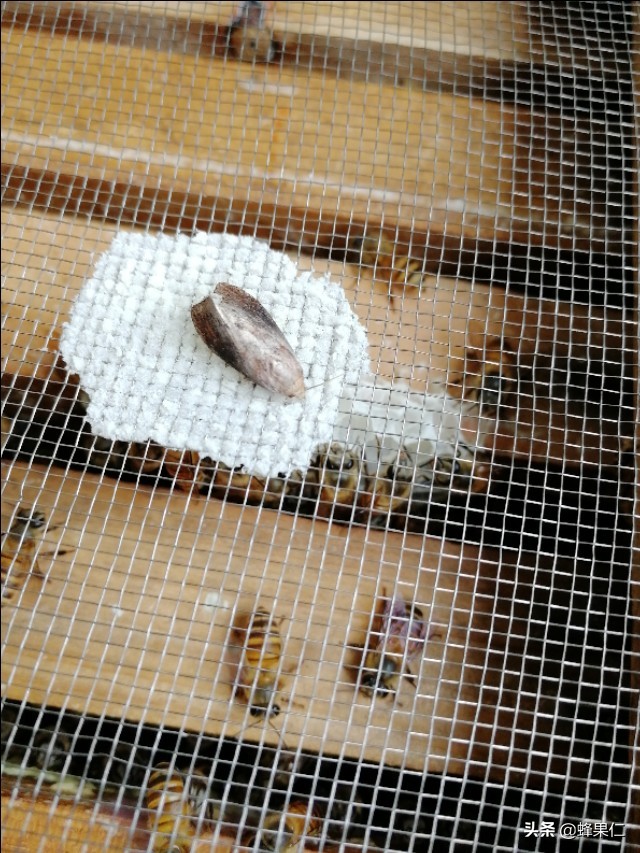 蜜蜂怕什么怎么驱赶又不伤蜂,怎么预防蜜蜂的天敌