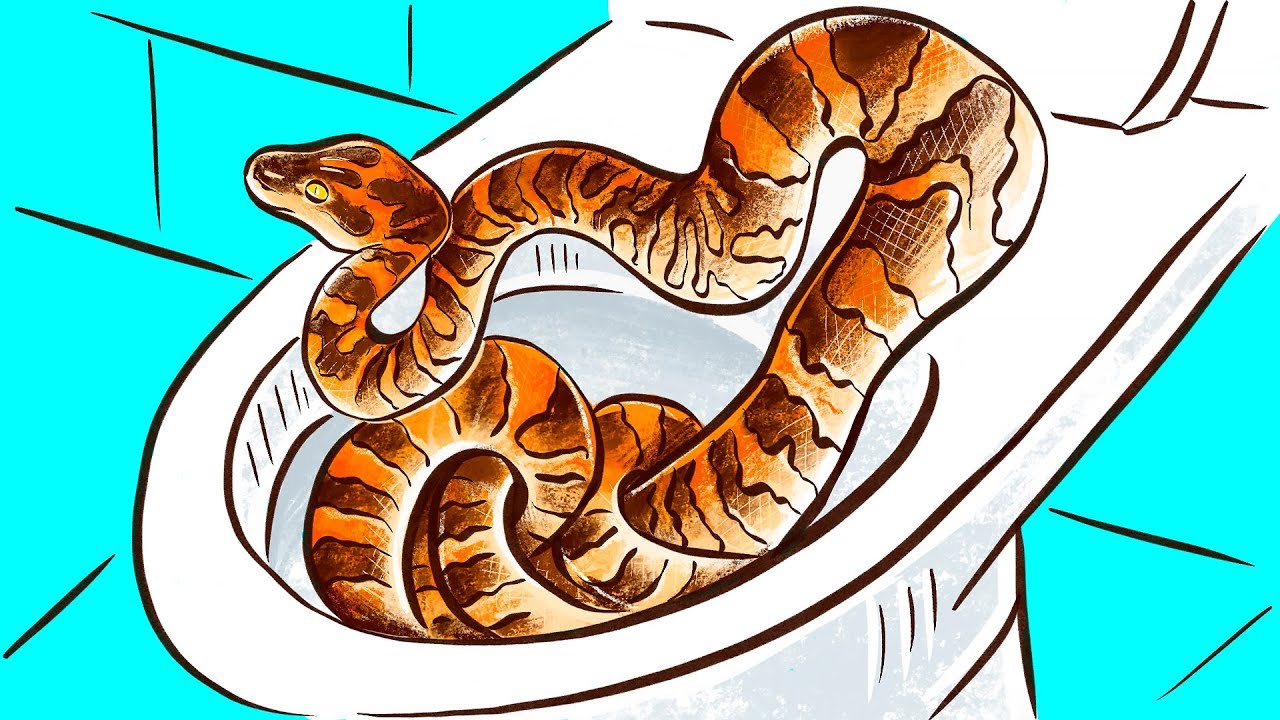 超市货架现3米蟒蛇，女子与蛇头20厘米，为何澳洲的蛇无处不在？