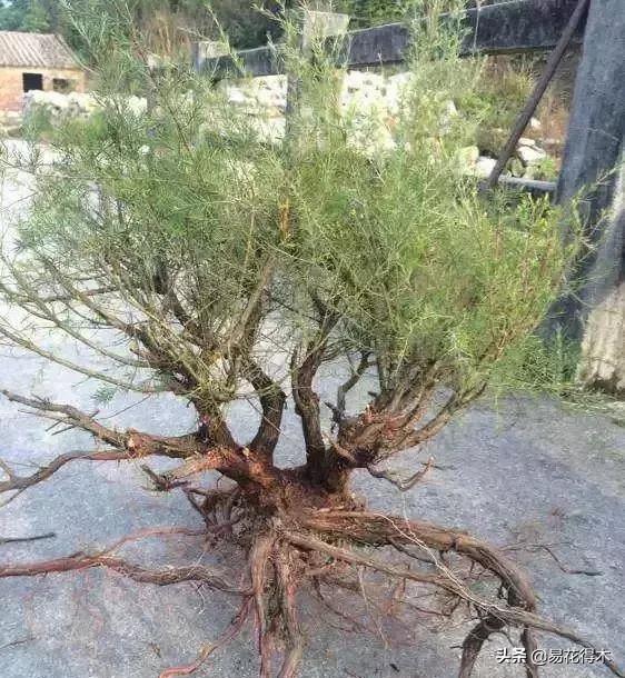 岗松有几个品种,岗松盆景的寓意是什么