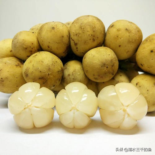 神奇的国度苹果,神奇的国度是哪个国家