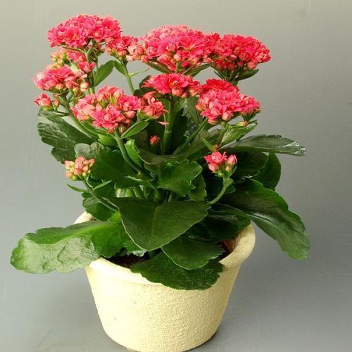 蚯蚓粪发酵好还是不发酵好,蚯蚓粪能改善土壤板结吗