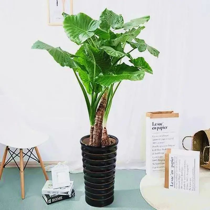 滴水观音是不是有毒的植物,滴水观音有毒为啥还有人养