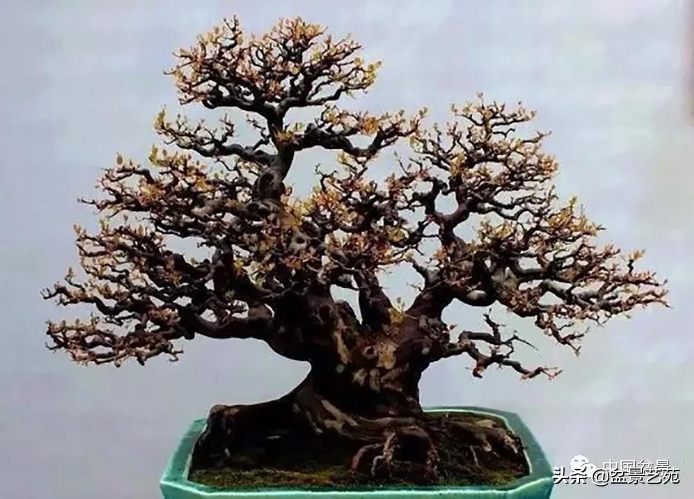 雀梅盆景艺术鉴赏图片,红芽雀梅盆景冬天怎么养护