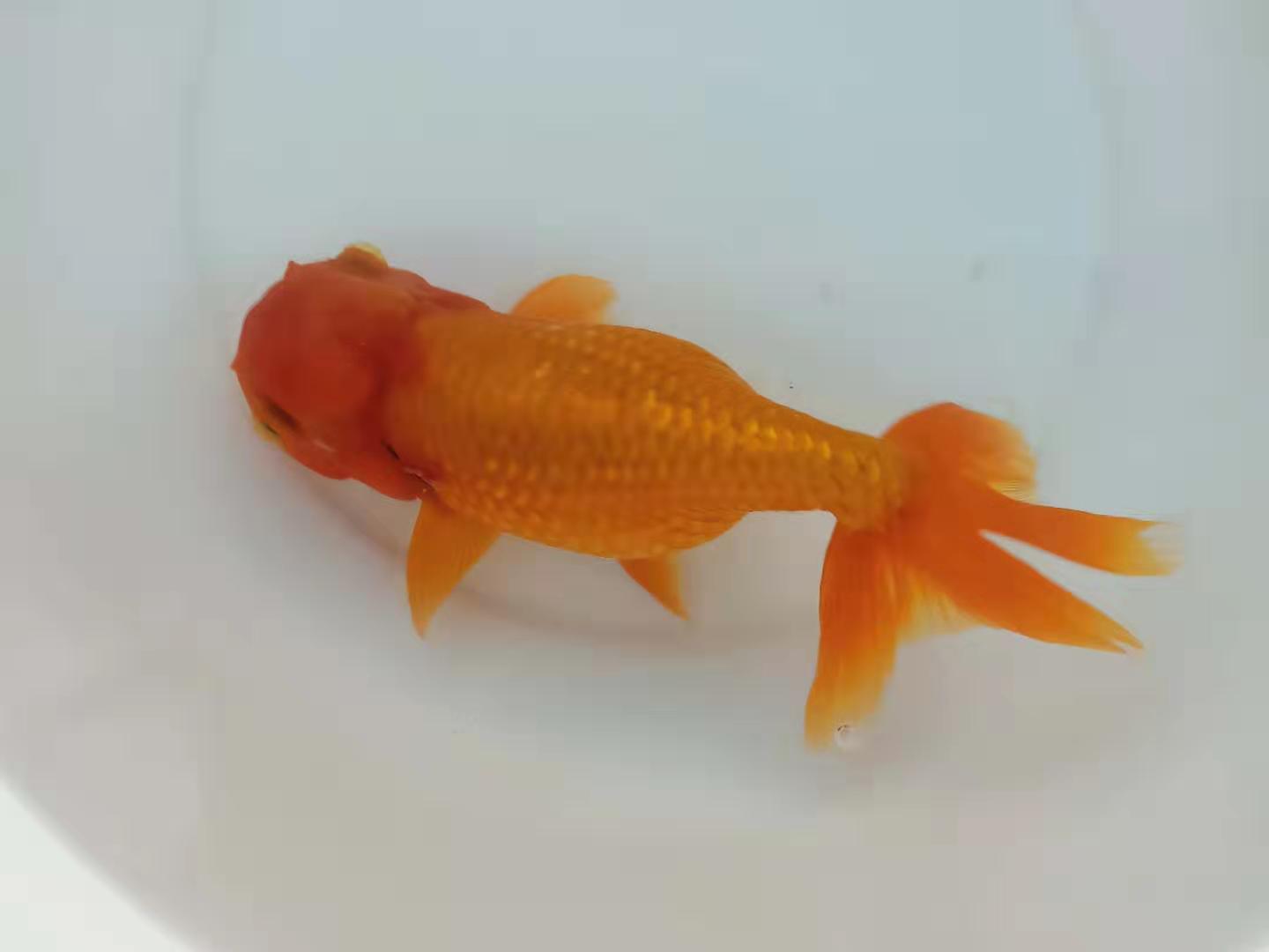 金鱼常见的几种疾病及治疗方法,金鱼生病升温多少度才能杀菌