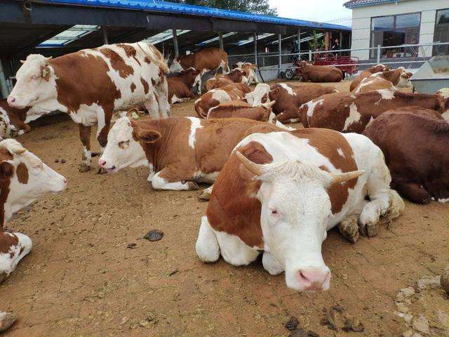 牛犊应激用什么药,牛犊长途运输一般要调理多久