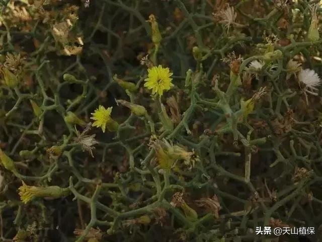 野外发现珍贵的植物千万要注意,新疆南疆常见荒漠野生植物