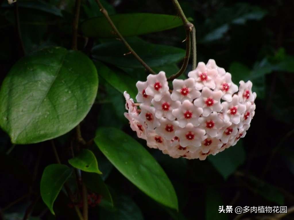 球兰不开花是什么原因导致的,球兰从打骨朵到开花需要多长时间