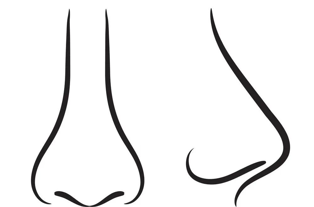 世界公认的哪几种鼻子好看,基础好的鼻子为什么做出来好看