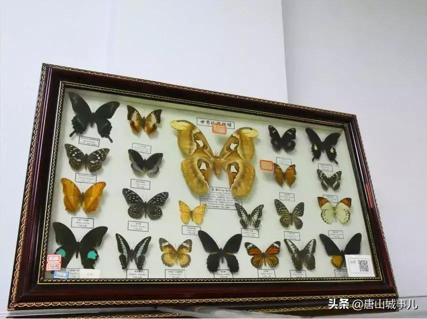 唐山四十九中地理位置,唐山四十九中招生条件