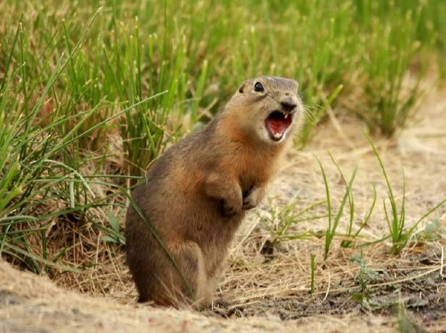 远离野生味的野味,不要吃动物