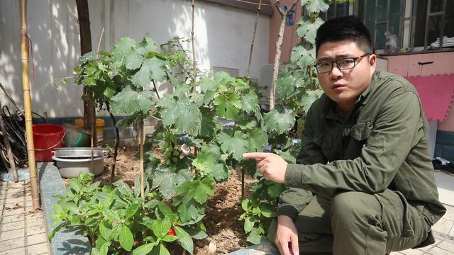 自家葡萄长得不美观什么原因,为什么自家种的葡萄不容易一起熟