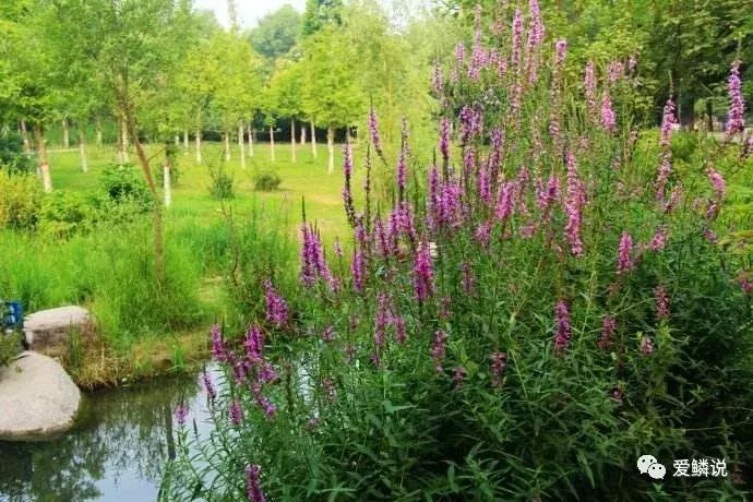 适合锦鲤池水面种植的植物,锦鲤鱼池能长什么植物