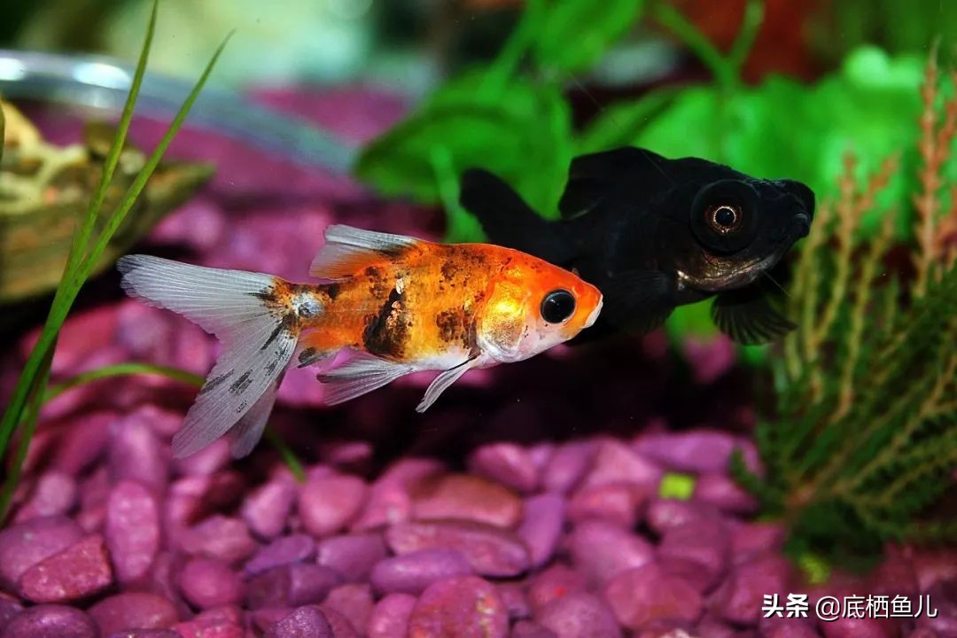 树脂假山种什么植物好,树脂做大型假山