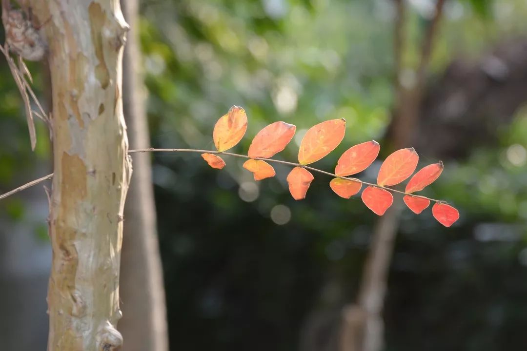 【秋色】一起逛青浦的校园,在书香中邂逅最美的秋