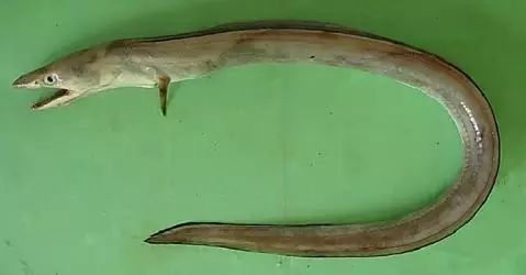 醴陵市海鲜收藏排行榜,海鲜礼盒收藏价格表图