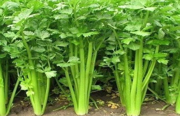 芹菜怎么种出芽率高,芹菜怎么种出苗最快