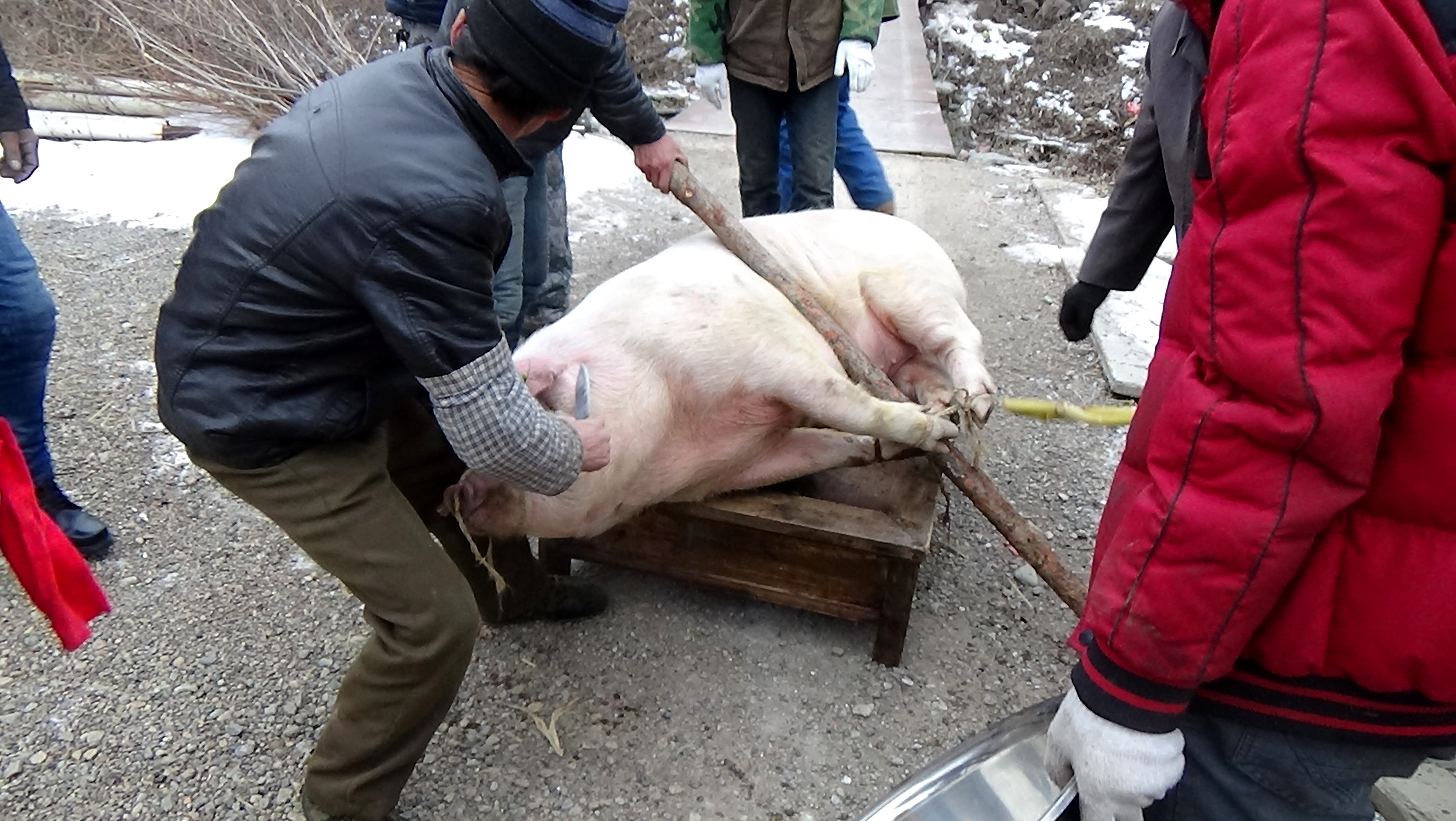 东北杀年猪来吃猪肉,老东北杀年猪