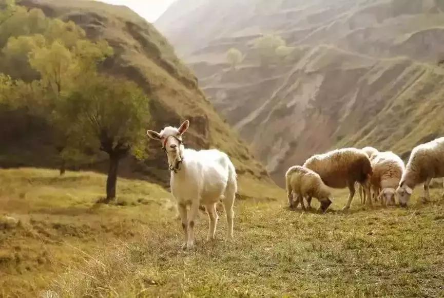 碧桂园员工福利｜消费有温度——一键购买东乡羊，助力贫困户